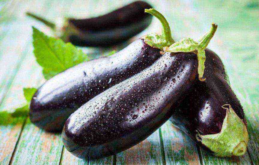 Protection of eggplant from diseases and pests
