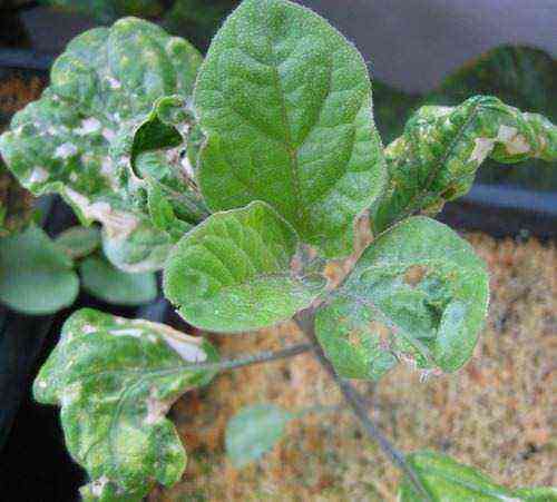 How to deal with spider mites on eggplant