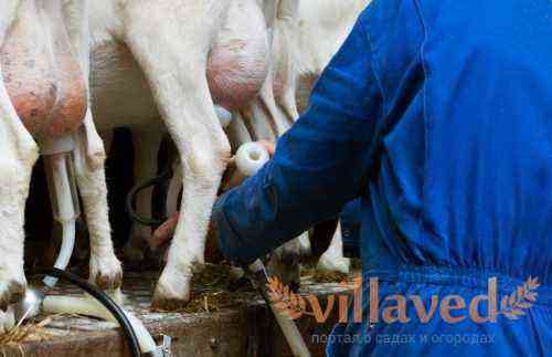 How to quickly and easily make a goat milking machine