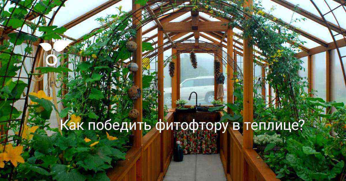 How to defeat phytophthora in a greenhouse?