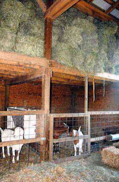 How to build a goat shed with your own hands