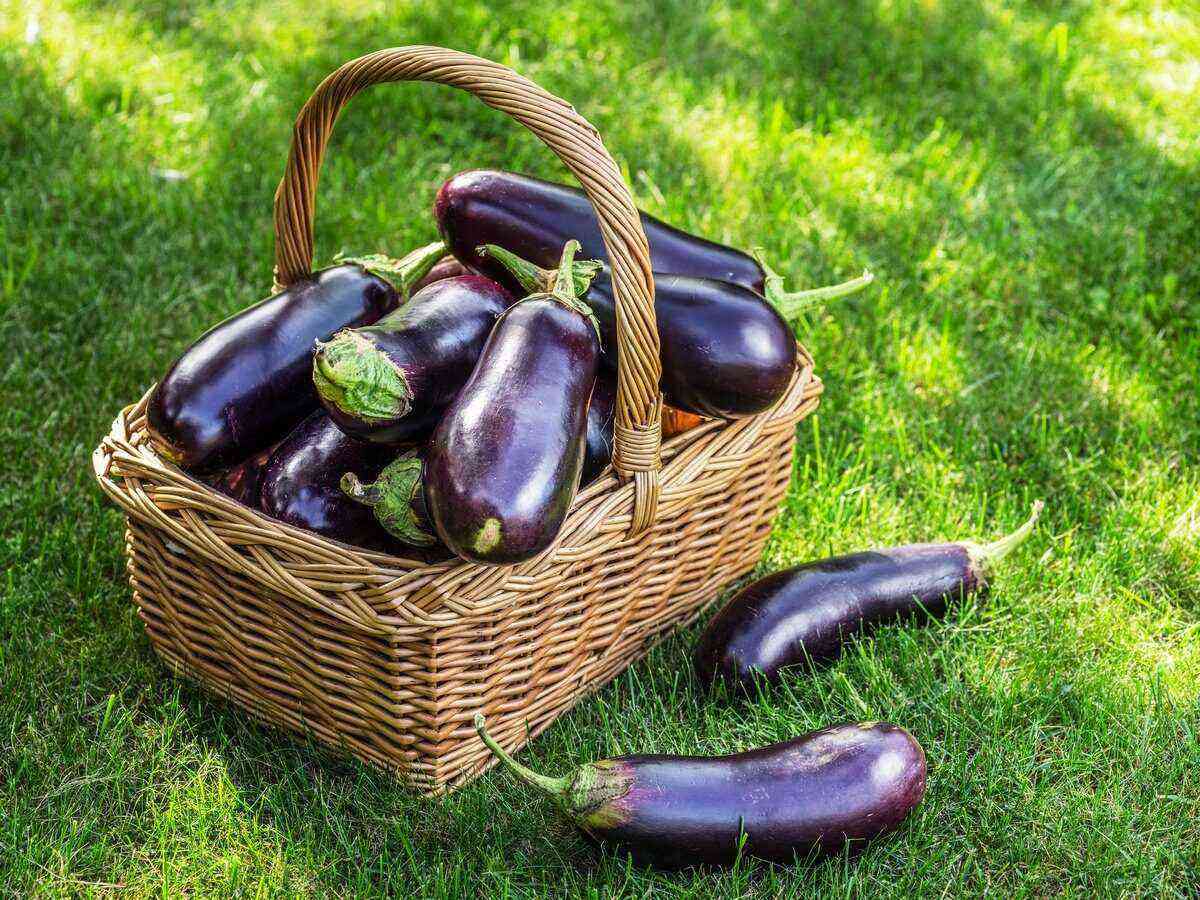 How do I grow eggplant without seedlings in the open field