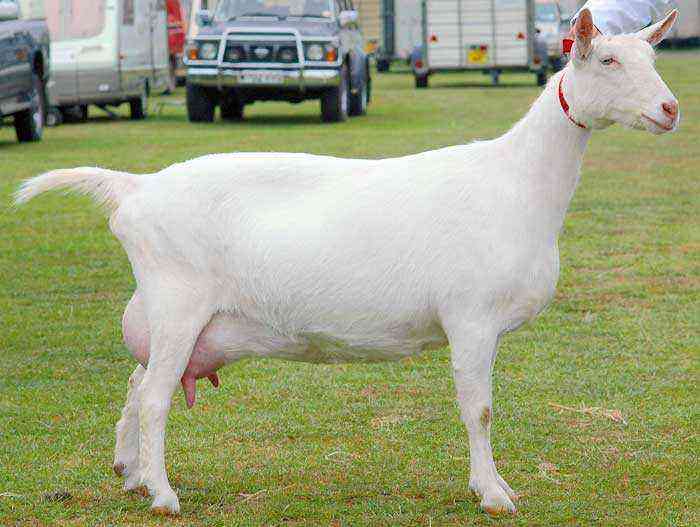 What are dairy goat breeds?