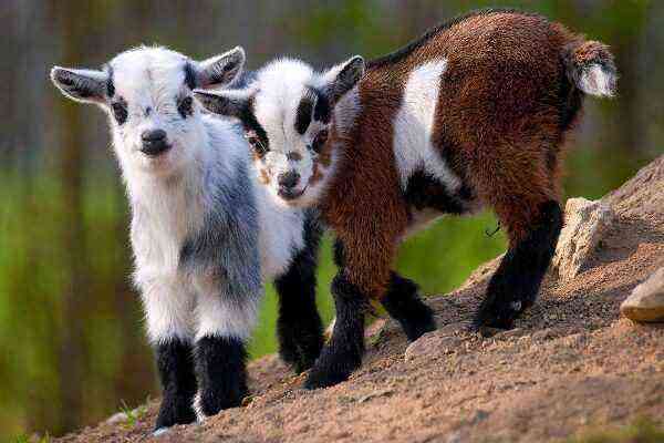 Cameroon Dwarf Goats