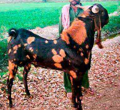 Kamori - description and characteristics of the Pakistani goat breed