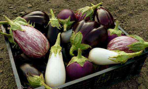 When to pick eggplant from the garden