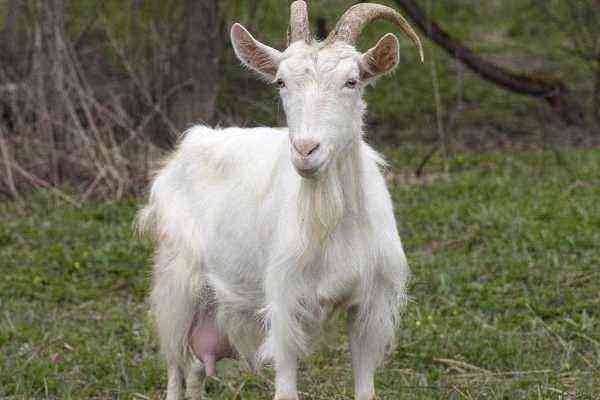 Goat breed Russian white: exterior, standards, maintenance and care