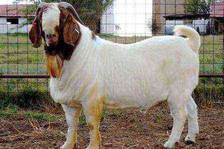 The best breeds of meat goats: their characteristics and photos