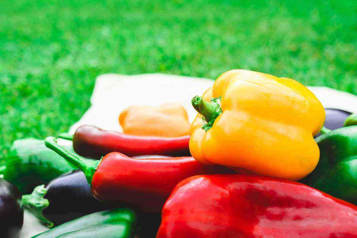 The best varieties of peppers and eggplants in your garden