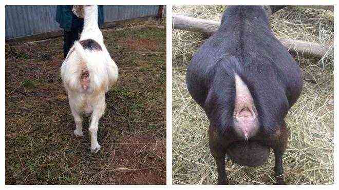 Methods for determining pregnancy in goats