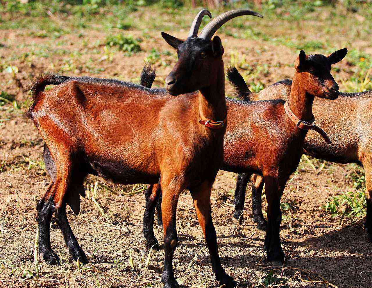 Overview of Czech goats - the main characteristics and features of the content