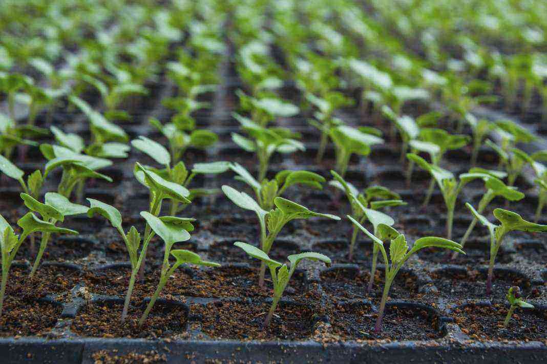 The main problems in growing seedlings and their solution
