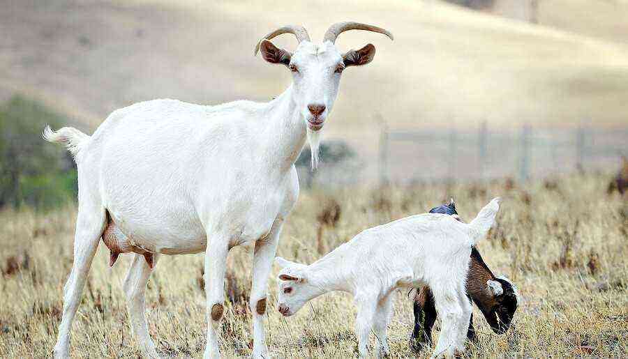 The basics of keeping and breeding goats at home for beginners