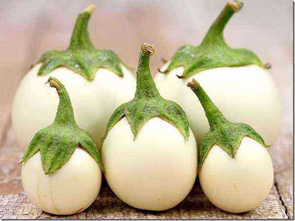 Features of growing white eggplant