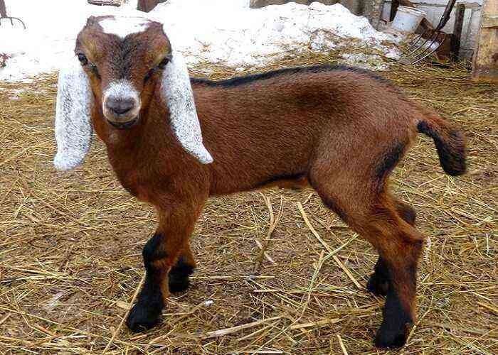 Anglo-Nubian goat breed