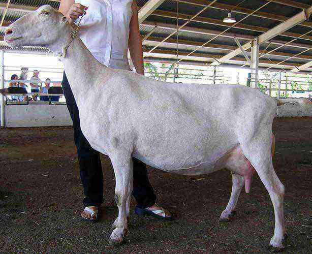Lamancha goat breed