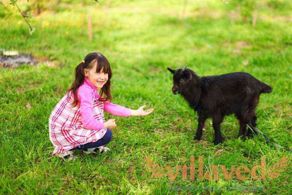 Black goat breeds