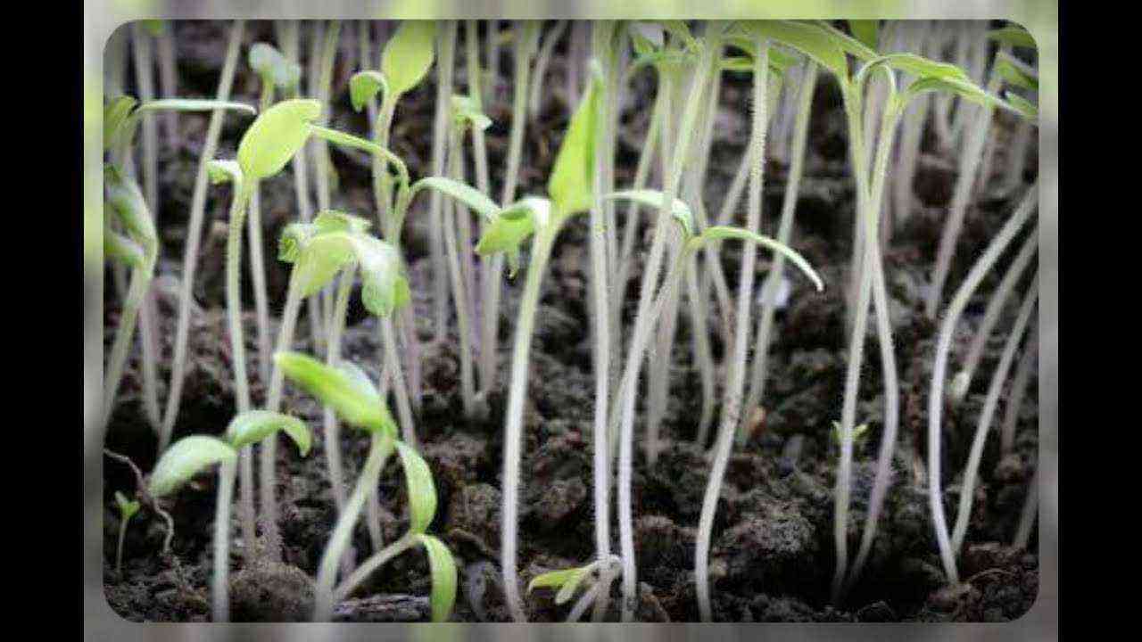 Why are seedlings growing?