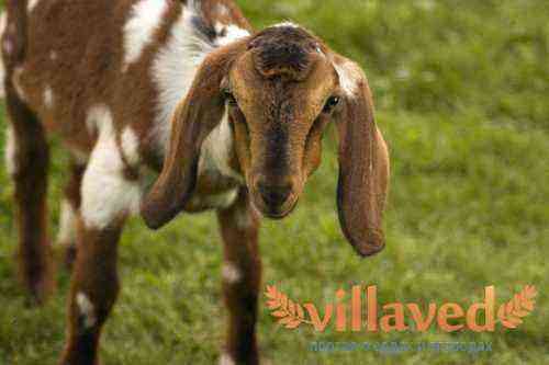 Why Nubian goats are so valued in goat breeding