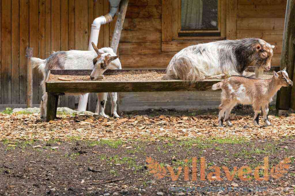 Why is the Alpine goat breed so valued?