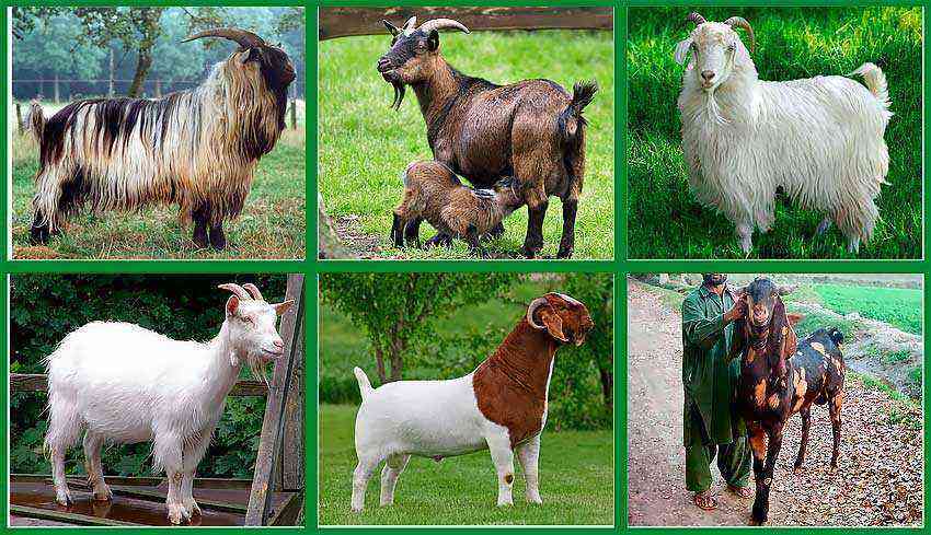 Varieties of breeds of dairy goats