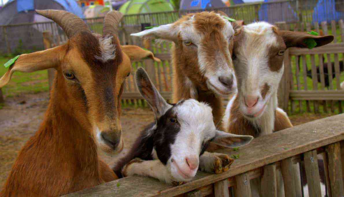 The best goat breeds with characteristics and photos
