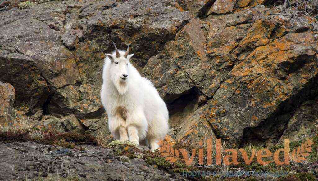 Snow goat photo, description and features of the breed