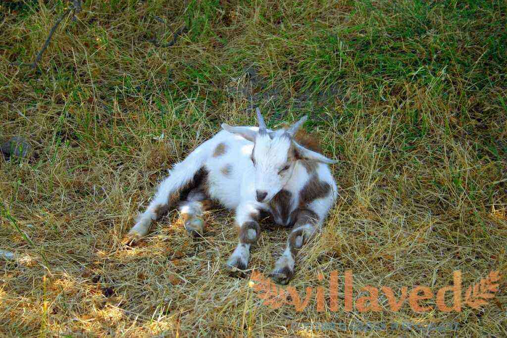Characteristics and features of myotonic goats