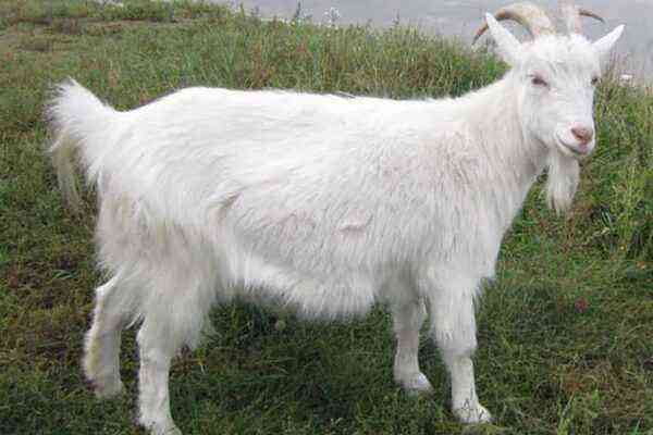 Characteristics of the Russian white breed of goats