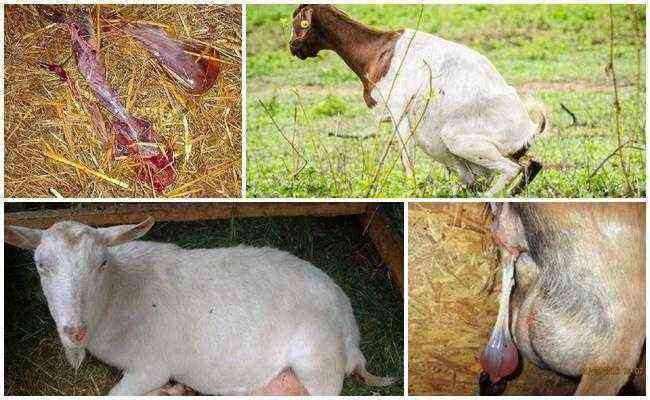What to do if the goat does not leave the afterbirth