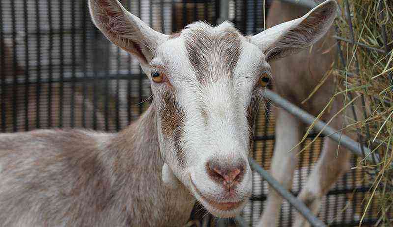 Dairy goats: how to choose