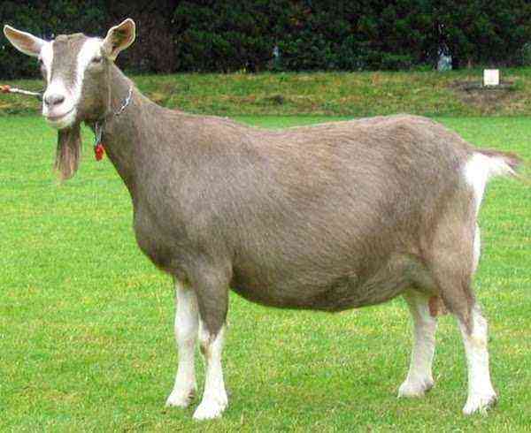 Description of the Toggenburg goats