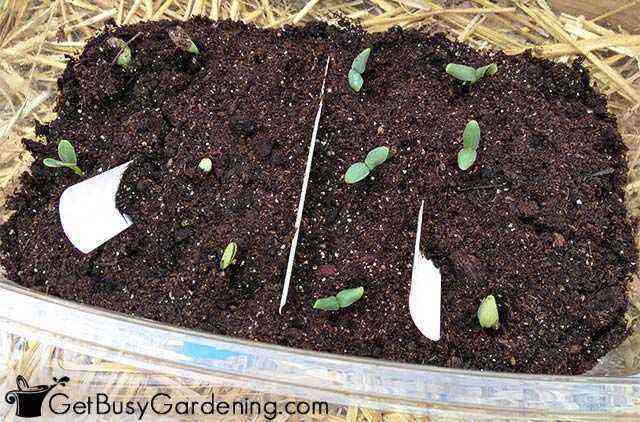 Do-it-yourself cucumber seedlings: from seed to fruit