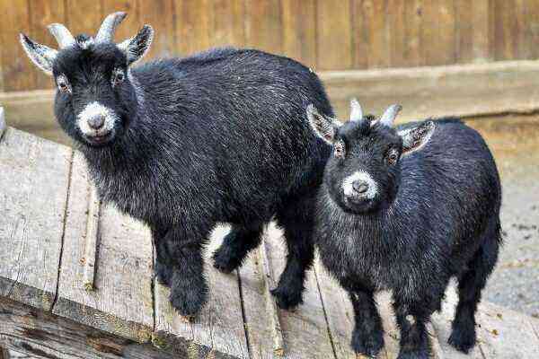 Features of keeping and breeding Cameroon goats