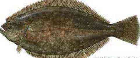 Flounder benefit and harm
