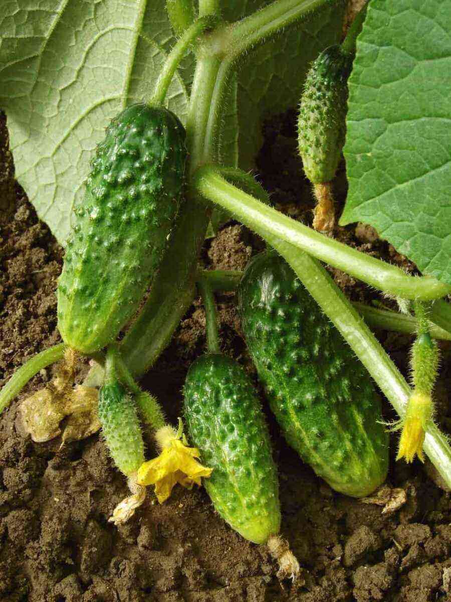 How long do cucumbers grow?