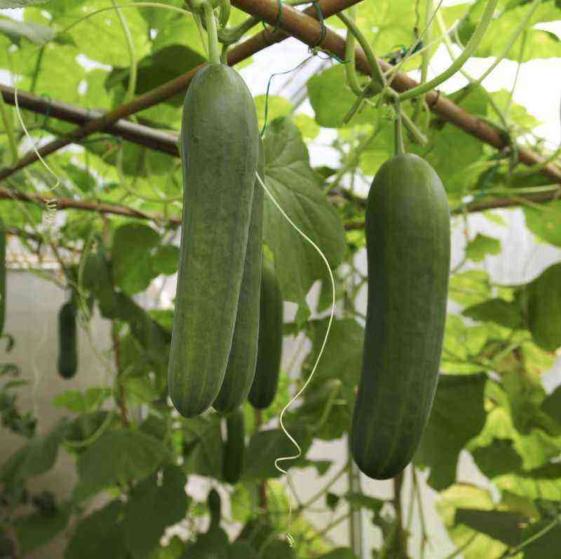 How to grow beautiful cucumbers