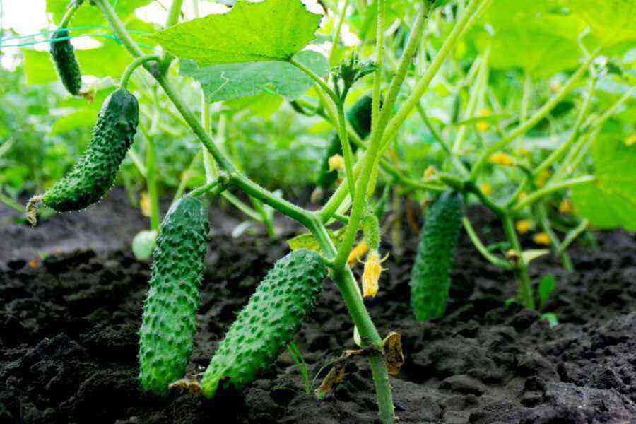 How to grow excellent cucumbers: the secrets of seedling care