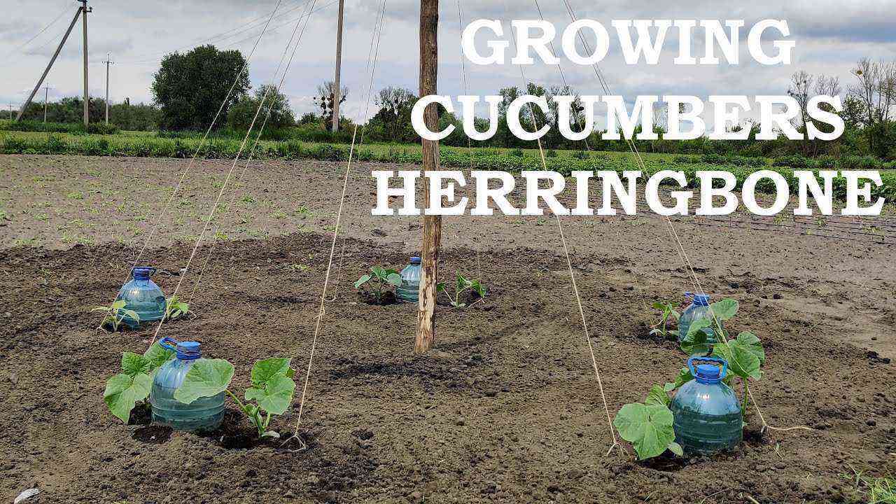 How to grow herringbone cucumbers?