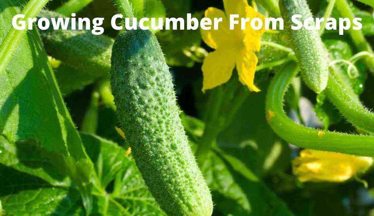 How to grow the earliest Lukhovitsky cucumbers on your own