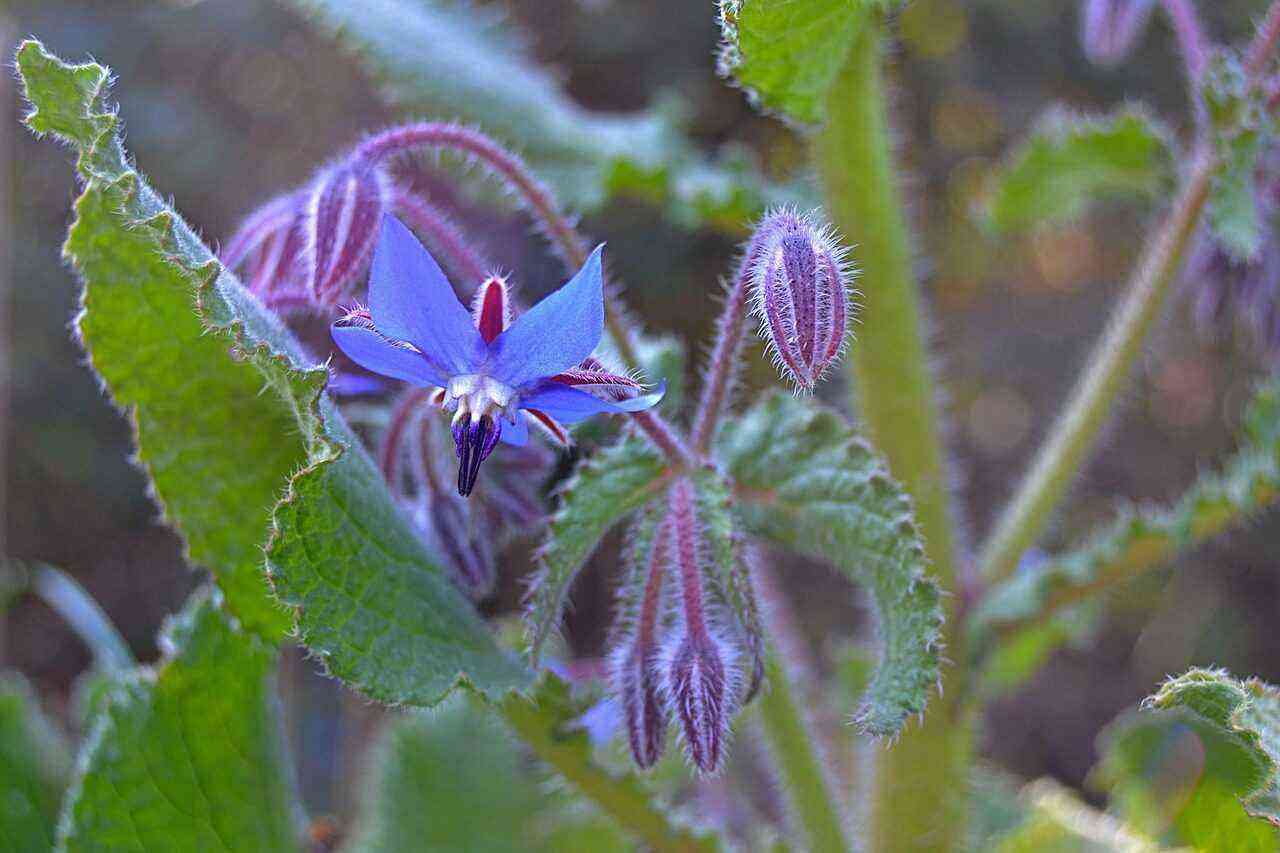 How to make a borage with your own hands?
