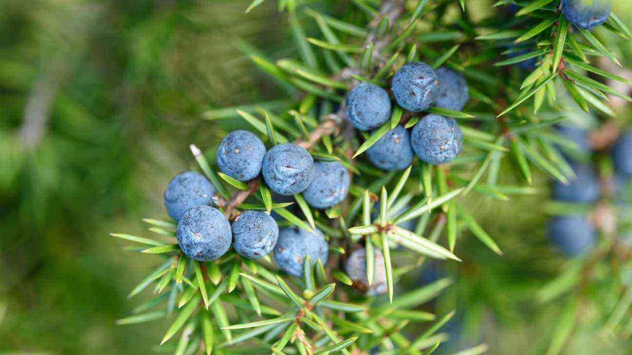 Juniper benefits and harms
