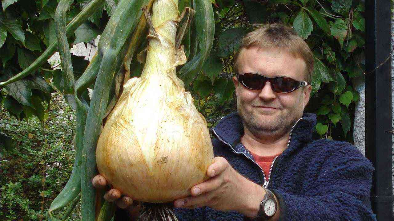 Onion “Exhibition” – How to sow.