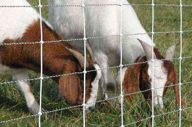 Overview of popular electric fence models for goats