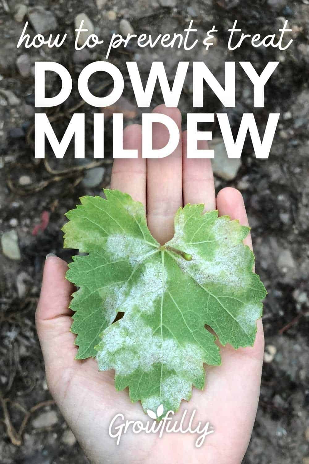 Peronosporosis or downy mildew attacks the garden: what to do?