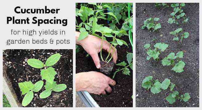 Rules and methods for planting cucumbers