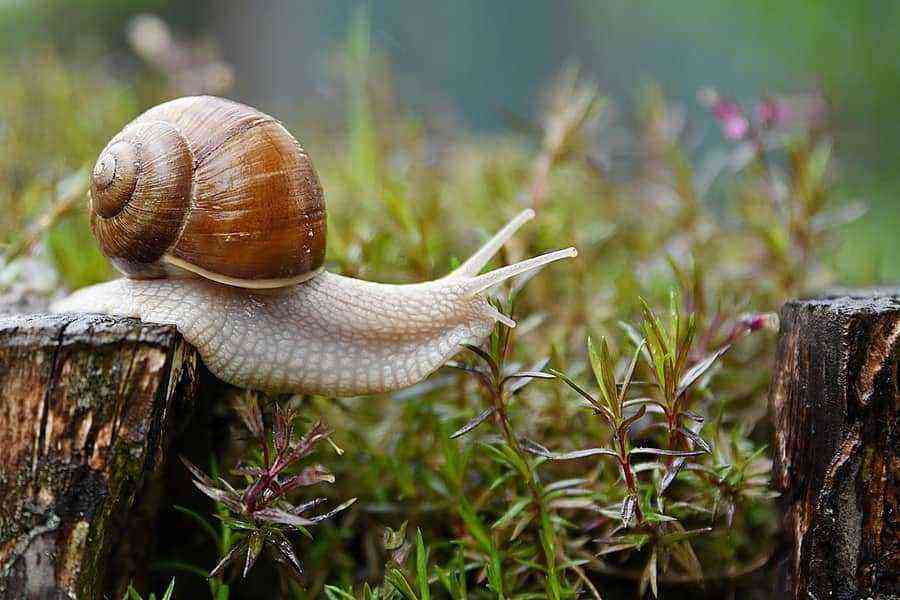 Snails benefit and harm