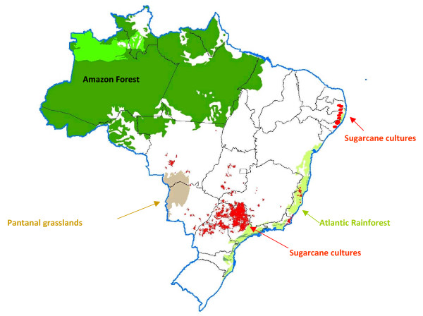Sugarcane production in Brazil and worldwide