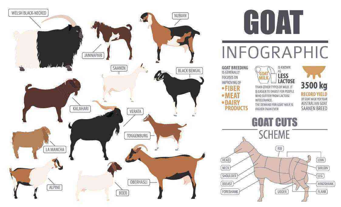 The best breeds of downy goats with photos and descriptions
