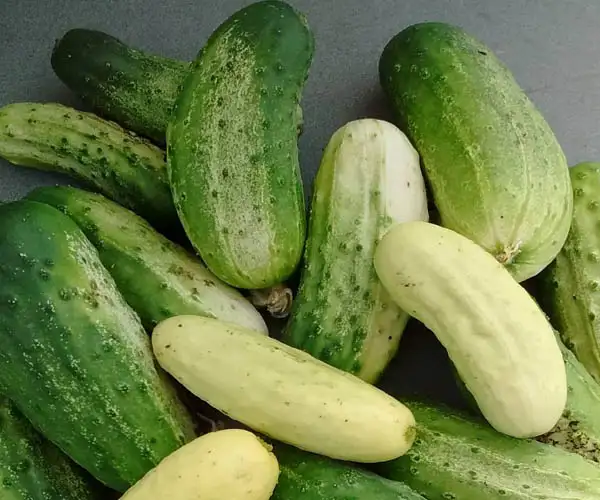 Unusual cucumbers and their exotic relatives
